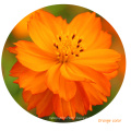 Top quality 1000 seeds  Mixed Color Garden Plant Cosmos sulphureus flower seeds